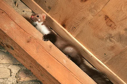Ein braunes Marder mit weißer Brust, das zwischen Holzbalken in einem Dachboden hervorschaut.