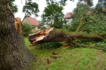 Ein großer Baum ist bei einem Sturm umgestürzt und liegt quer über einem Rasen in einem Wohngebiet, während Häuser im Hintergrund zu sehen sind.
