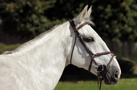 Weißer Schimmel im Profil mit braunem Zaumzeug vor unscharfem grünem Hintergrund, zeigt edles Erscheinungsbild und aufmerksame Haltung.