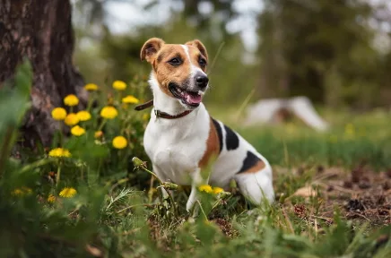 Ein Jack Russell Terrier sitzt aufmerksam im Gras zwischen gelben Löwenzahnblüten unter einem Baum und blickt zur Seite.