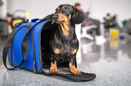 Ein Dackel in seiner Transportbox am Flughafen.