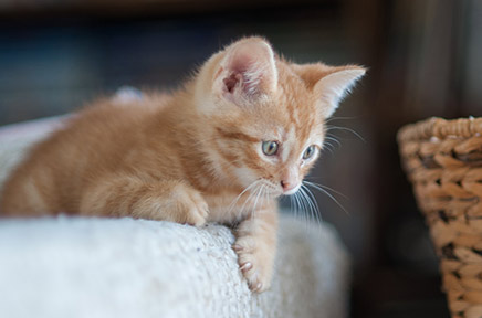Ein kleines Katzenbaby klettert auf die Couch.