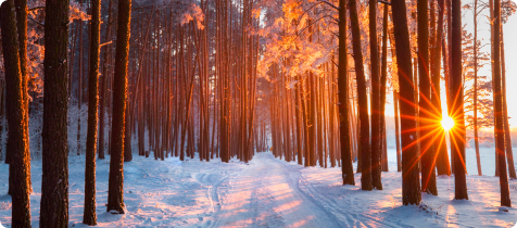 Eine verschneite Straße im Wald beim Abendlicht.